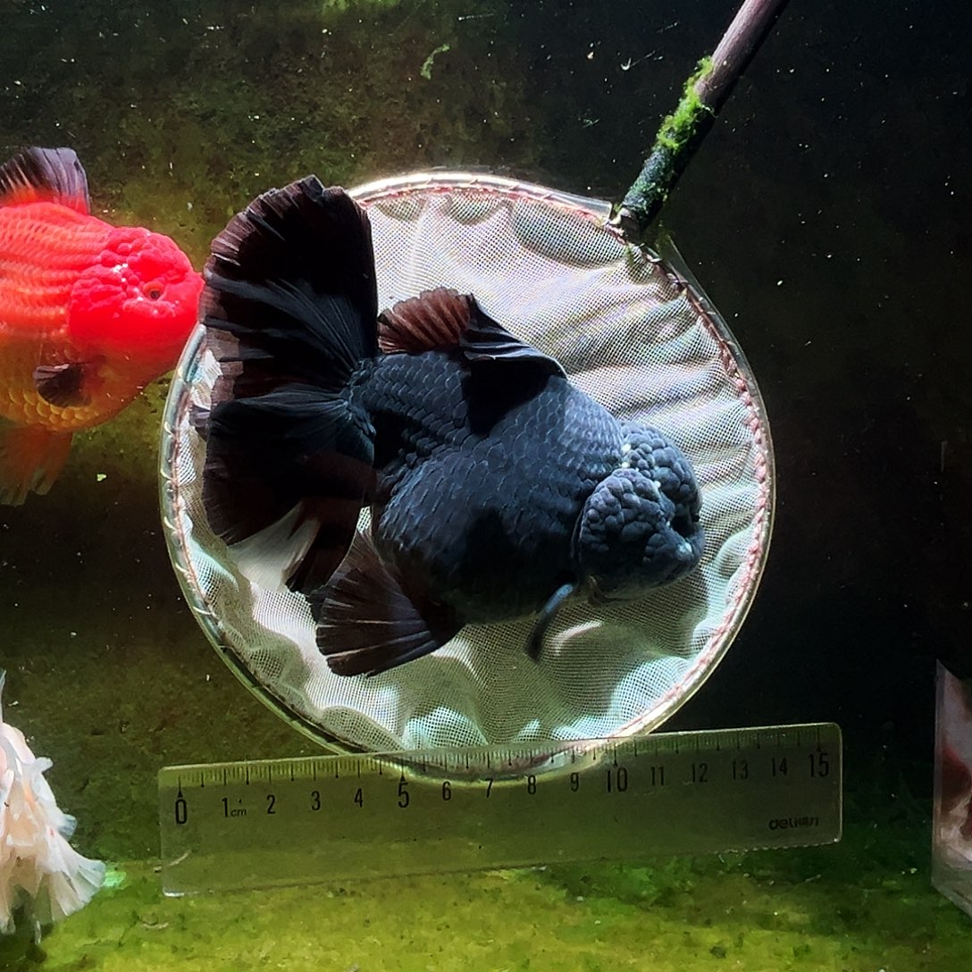 金鱼冷水金鱼百褶泰狮