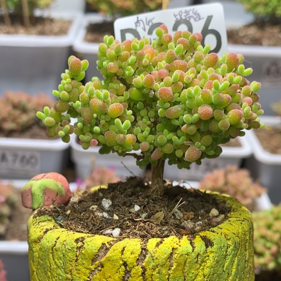 带盆新枝干番杏D226