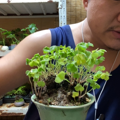 红陶一物一拍所见即所得234