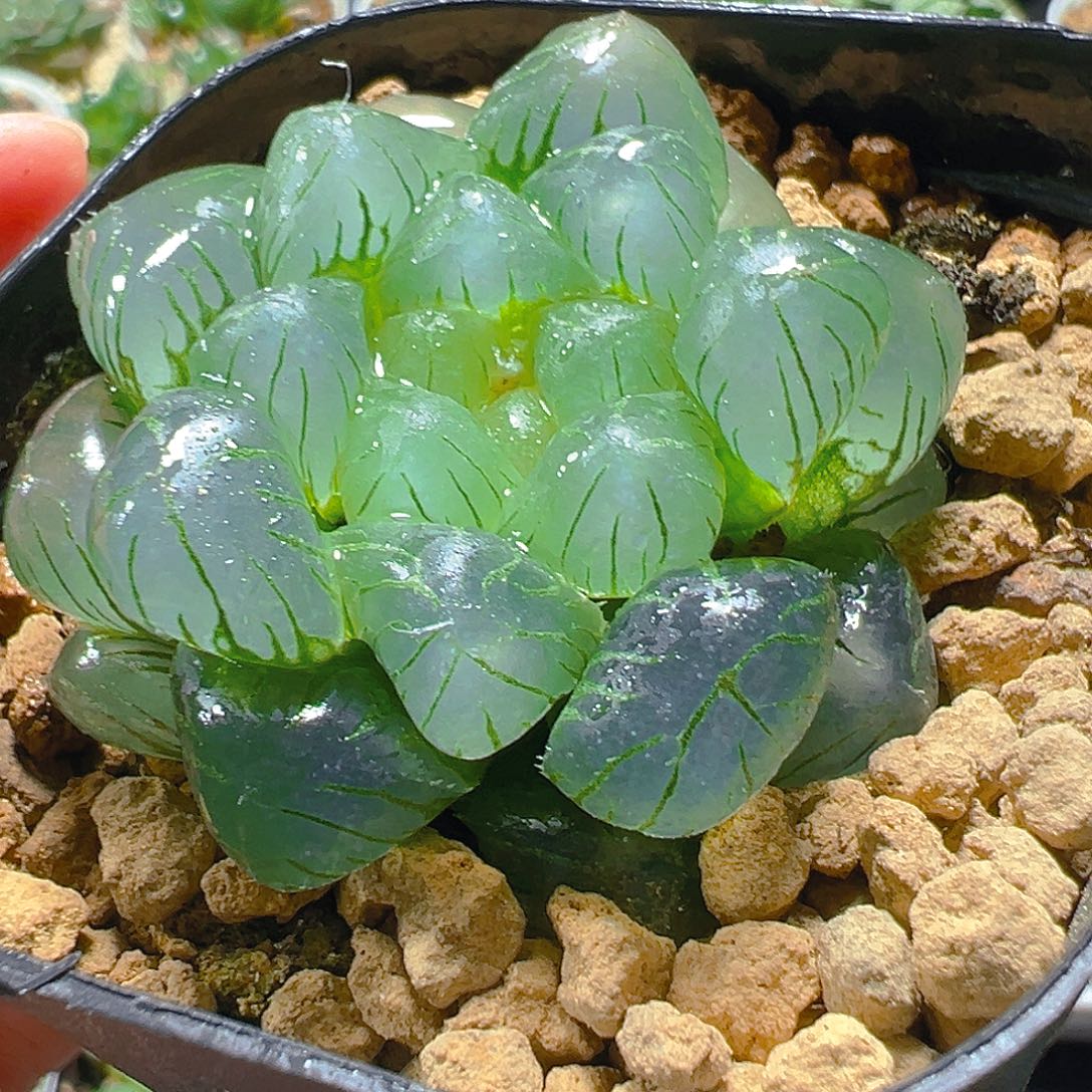 5267玉露多肉植物一颗