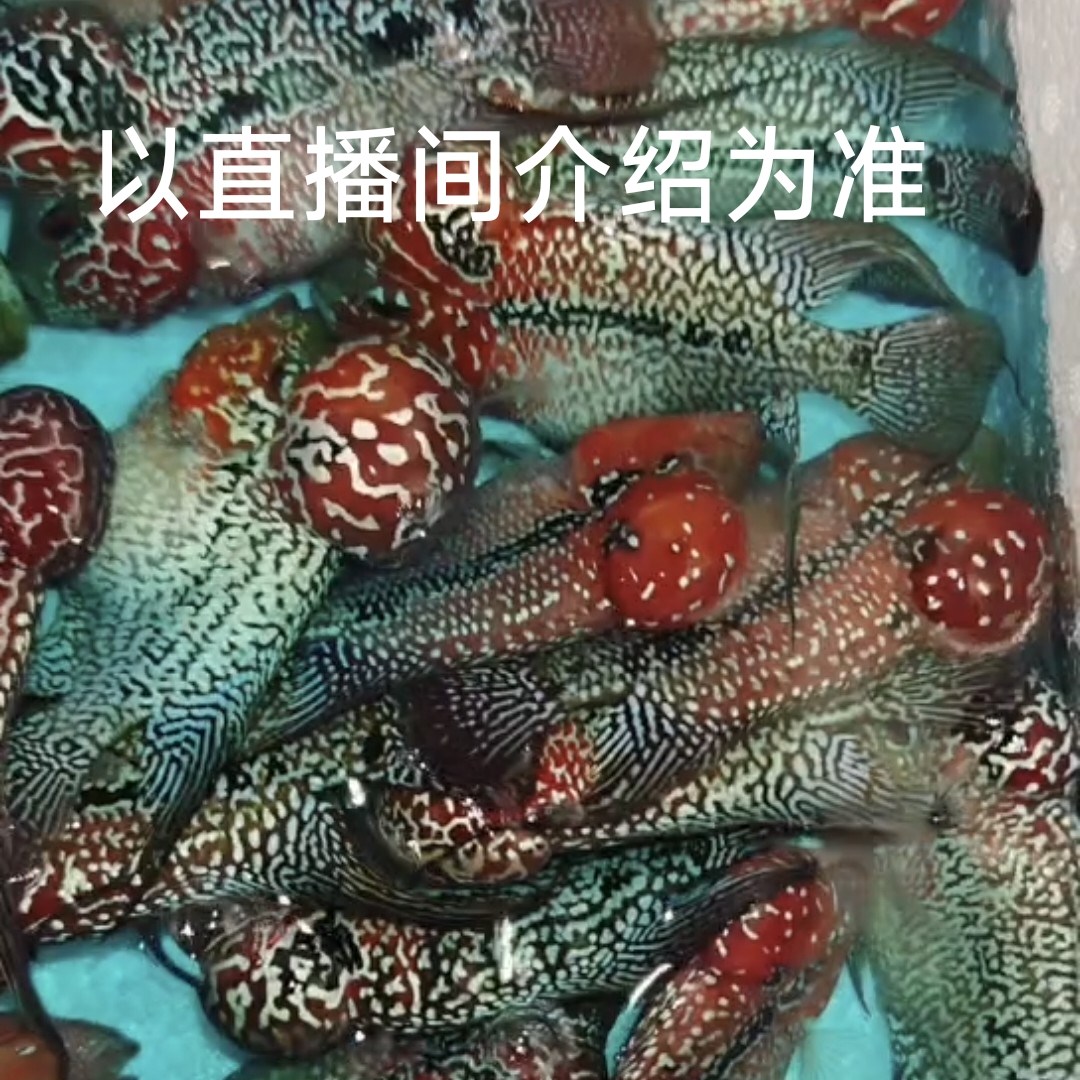 罗汉鱼热带观赏鱼起头率高好养耐活