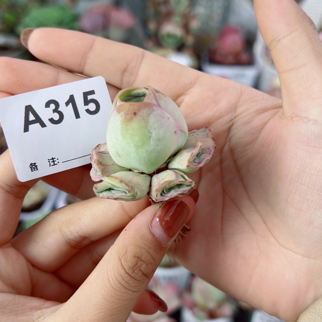 315粉边线玫瑰手捧花。    