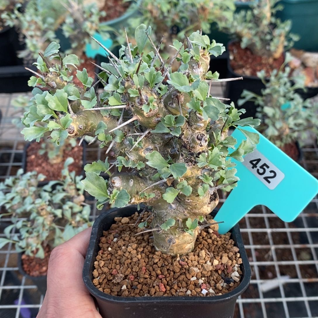 产地格斯龙骨奎一个