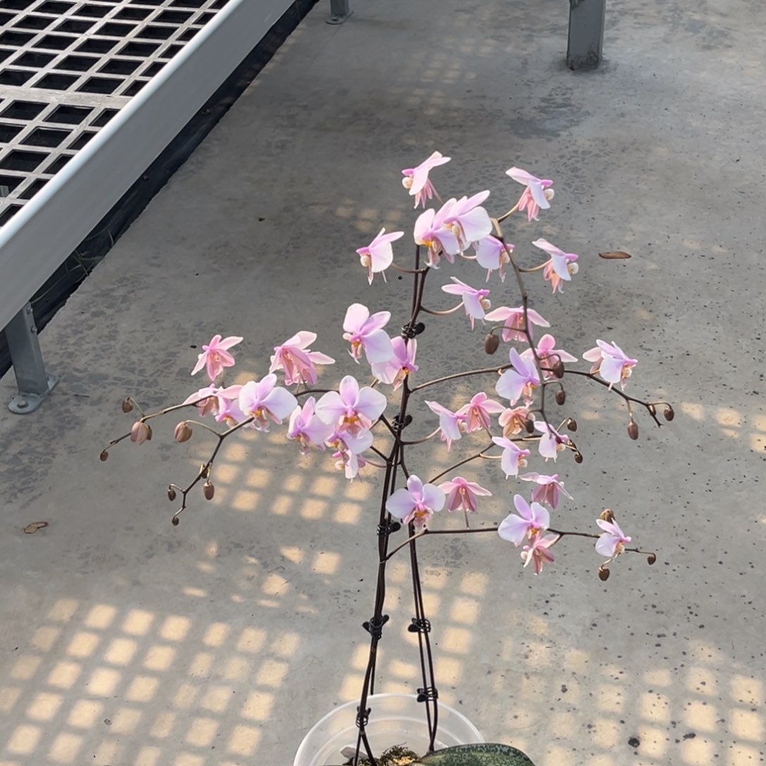 完全开放5寸史交西开花株