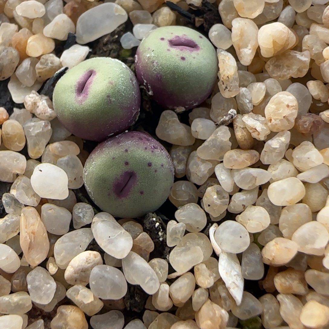 2.6号小红嘴群9号