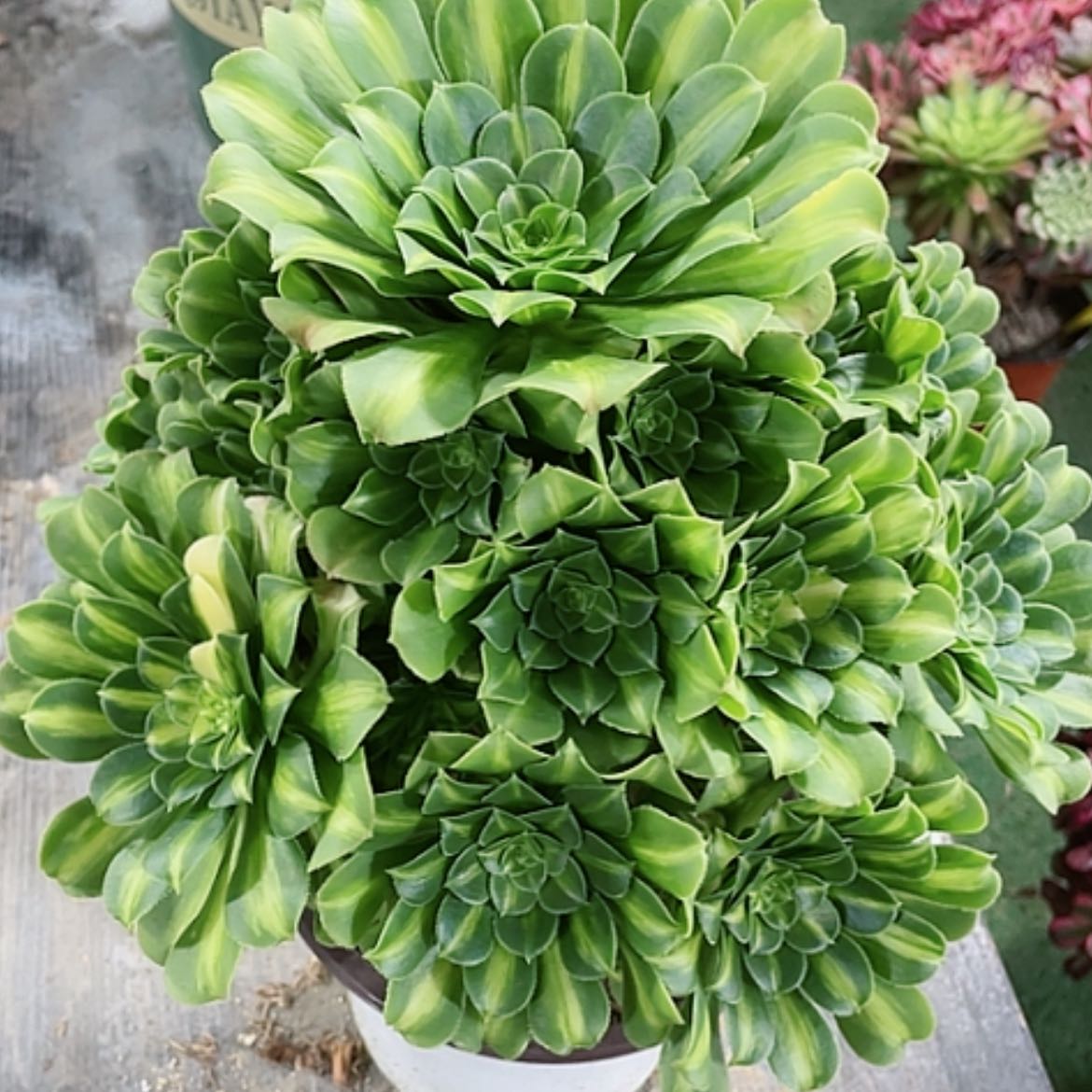 【闪购商品】法师好看也好呀，翡翠琉璃