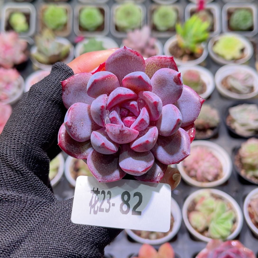 花23-82新品单头