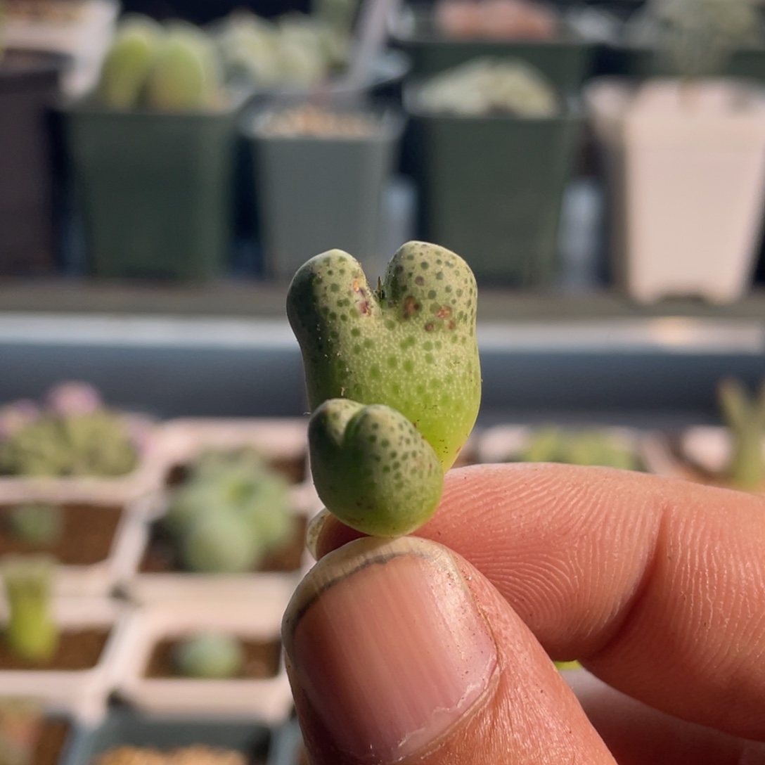 斑马植物一物一拍