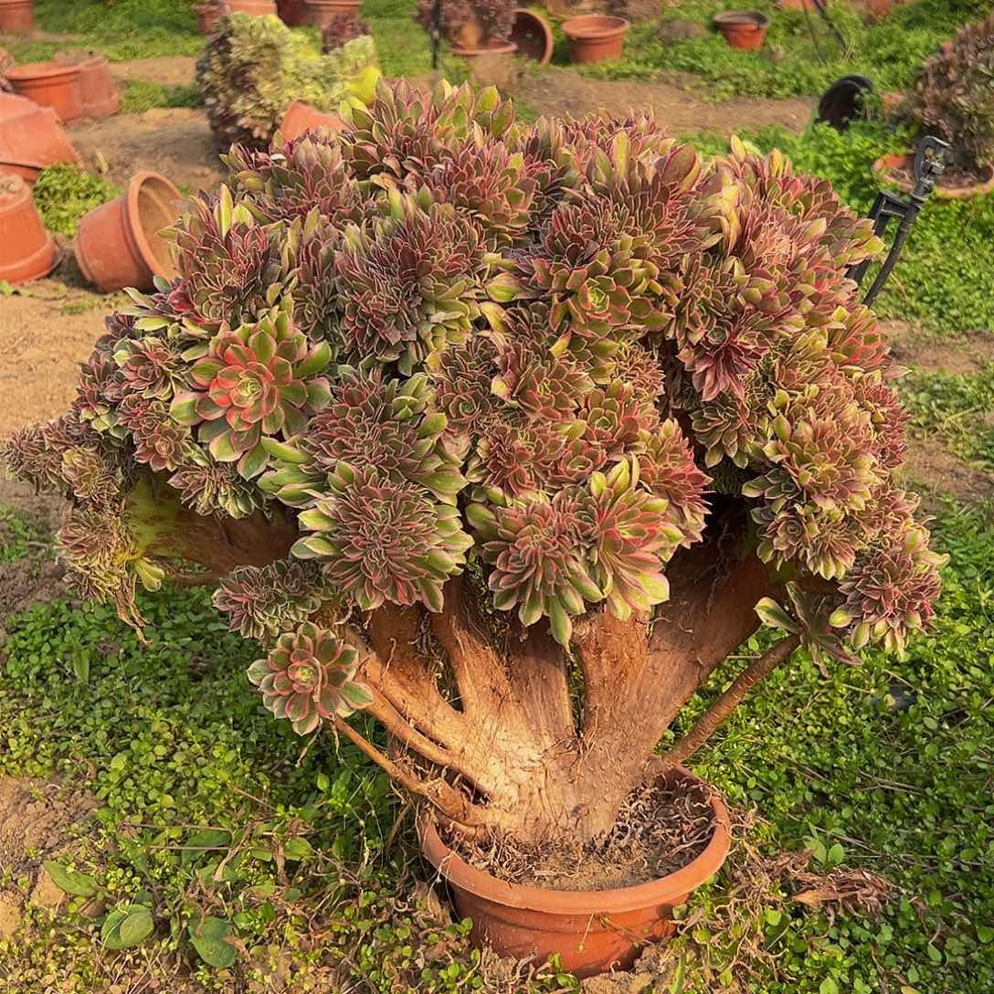 女神缀化脱土发货