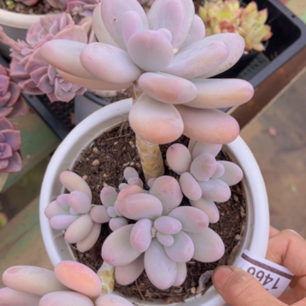 【闪购商品】橙雪球1466