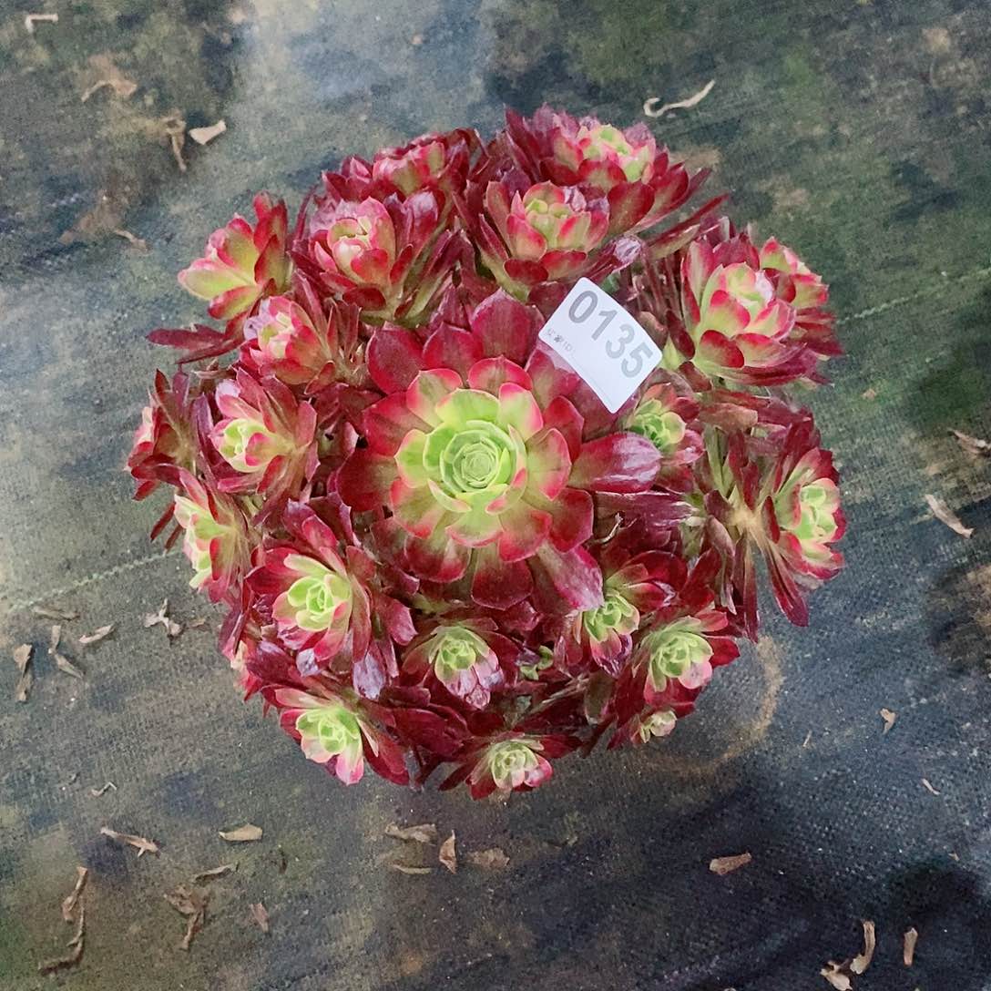 安娜0135多肉1111