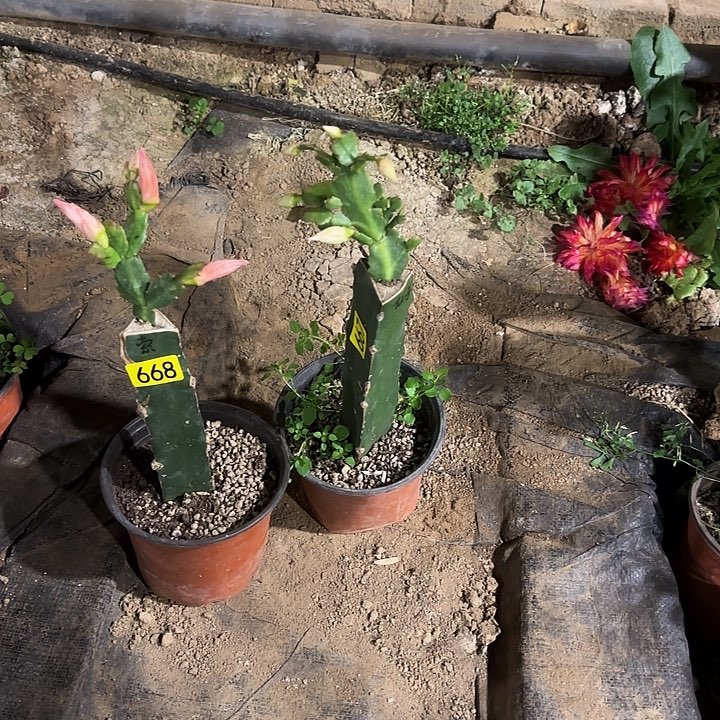 山***水668+667嫁接蟹爪兰：仙子+索菲亚（不做售后）