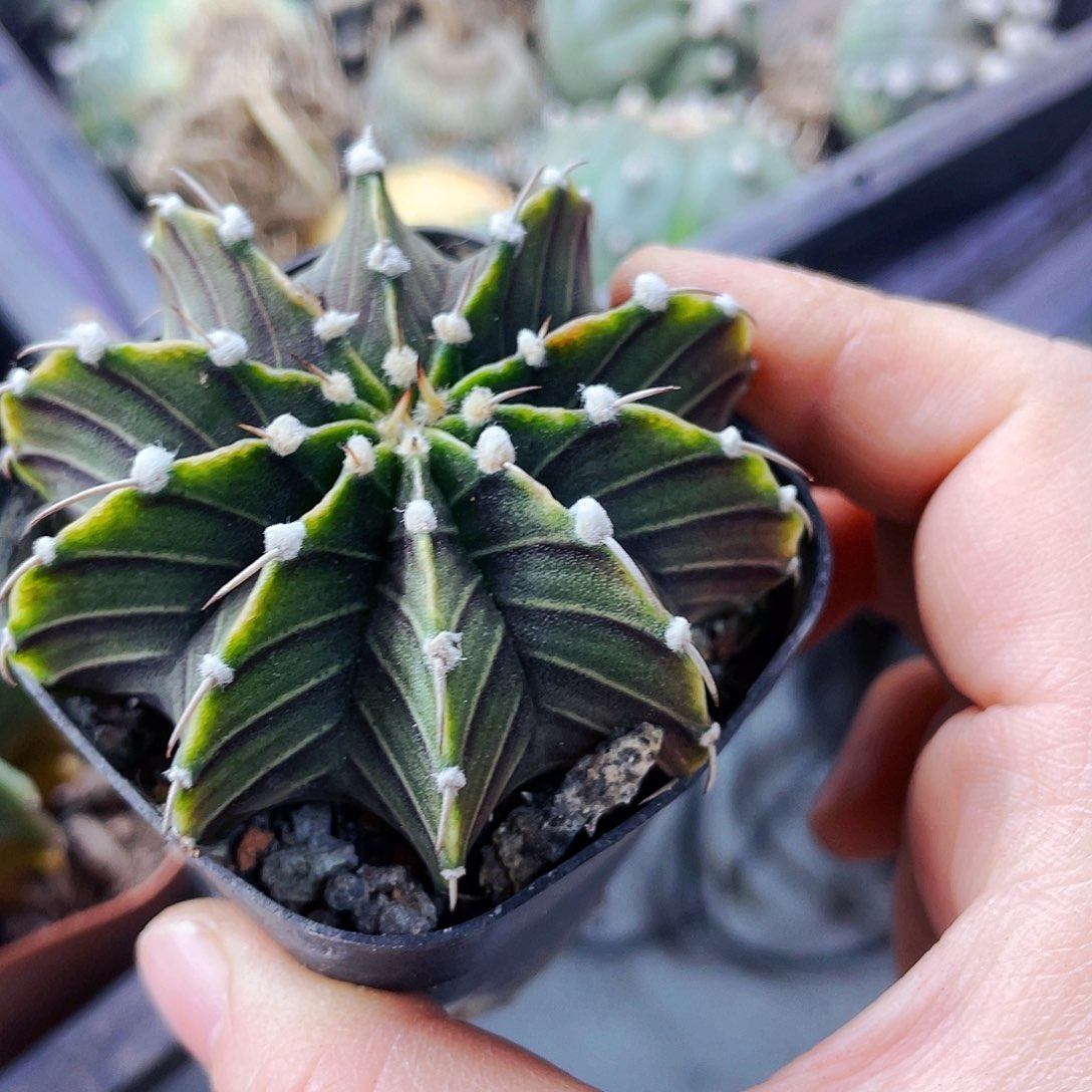 非偏远地区满25包邮仙人球