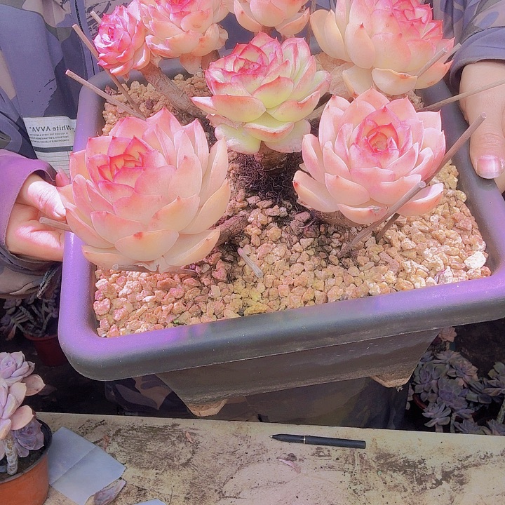 你***的香橙法西玫瑰多肉植物一物一拍