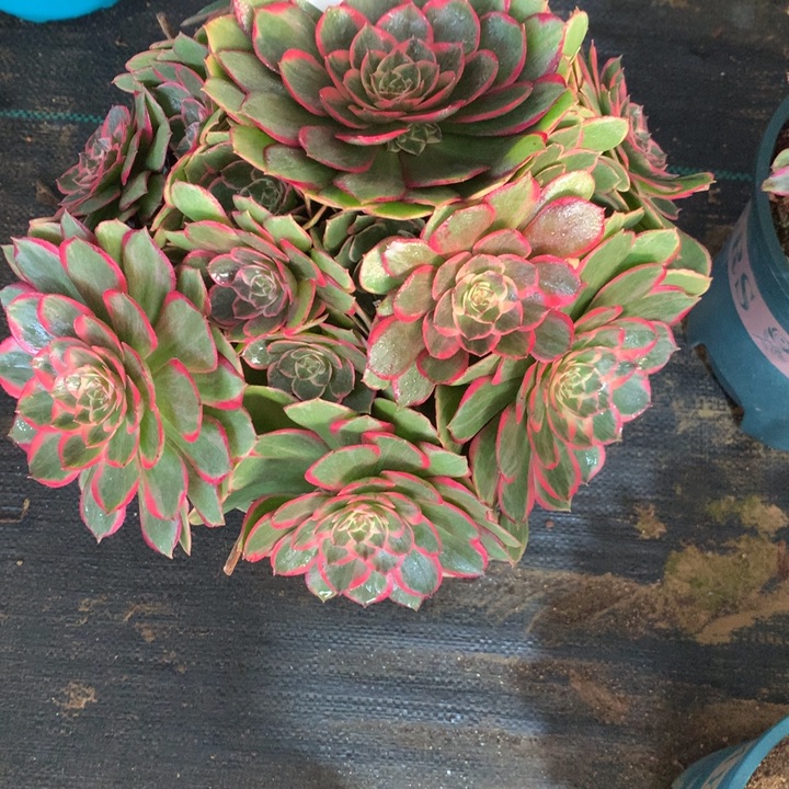 748粉花妖多肉植物特价