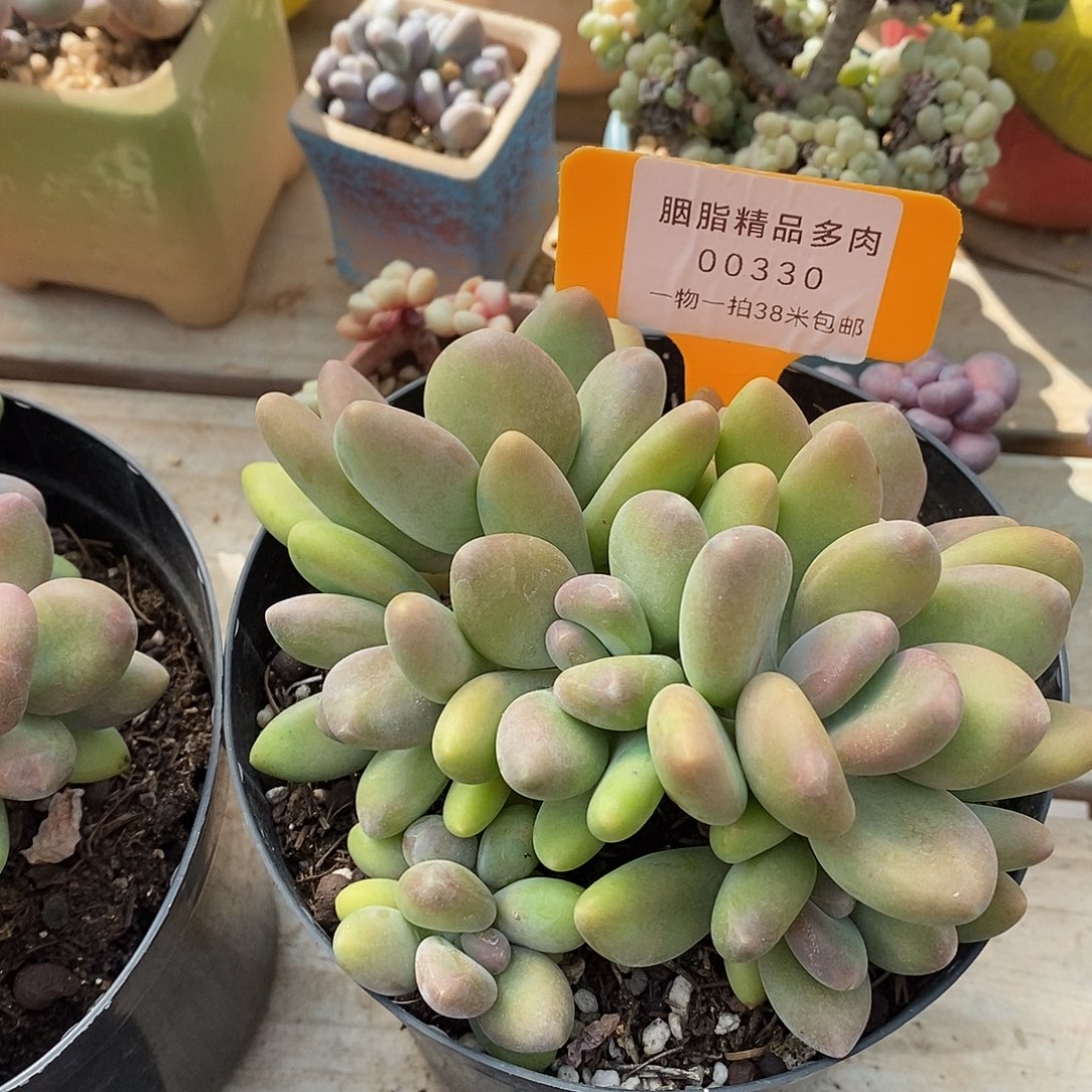 330透气莉莉哦哦哦文文