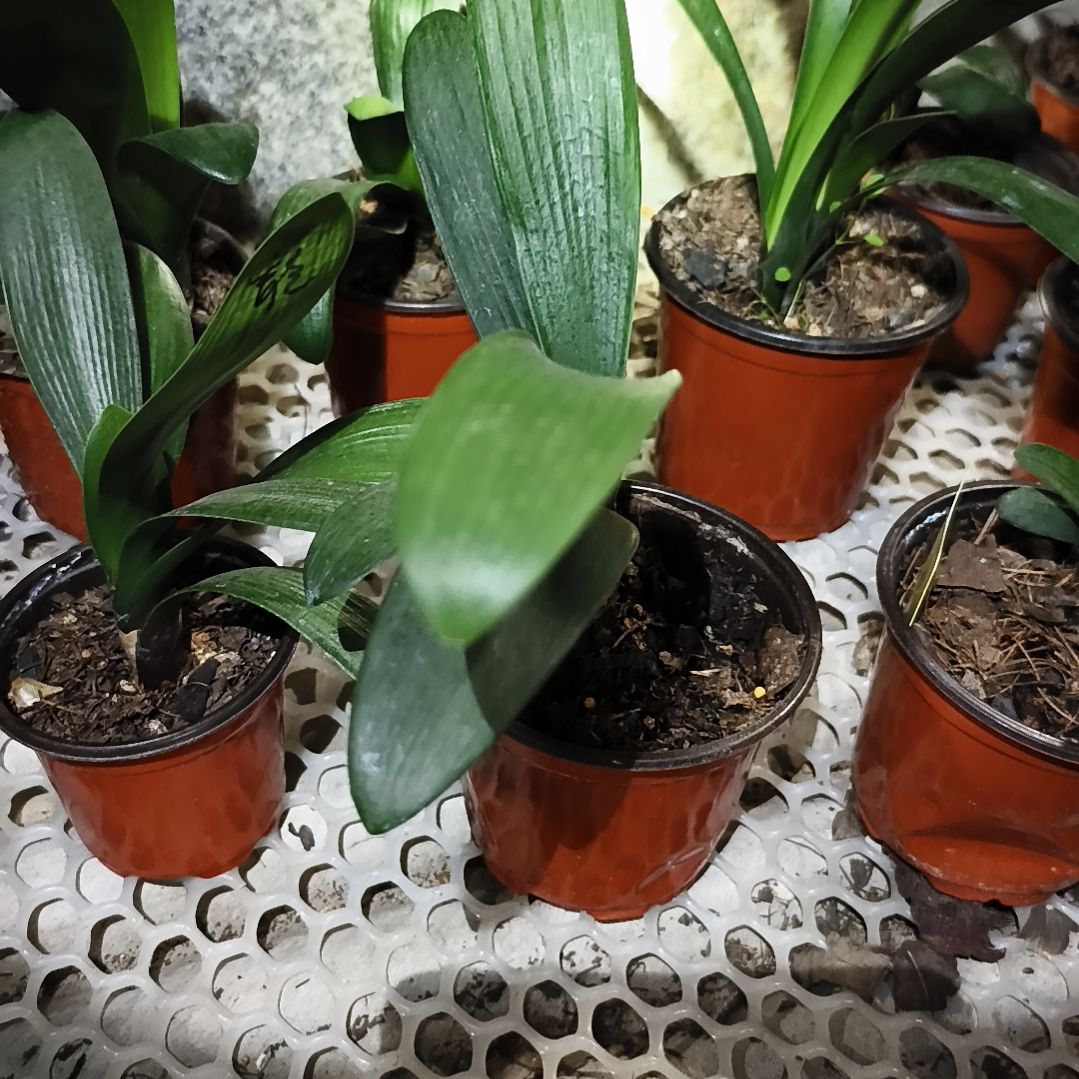 用***6当前无花栽培后可以开花黑红重小苗一颗