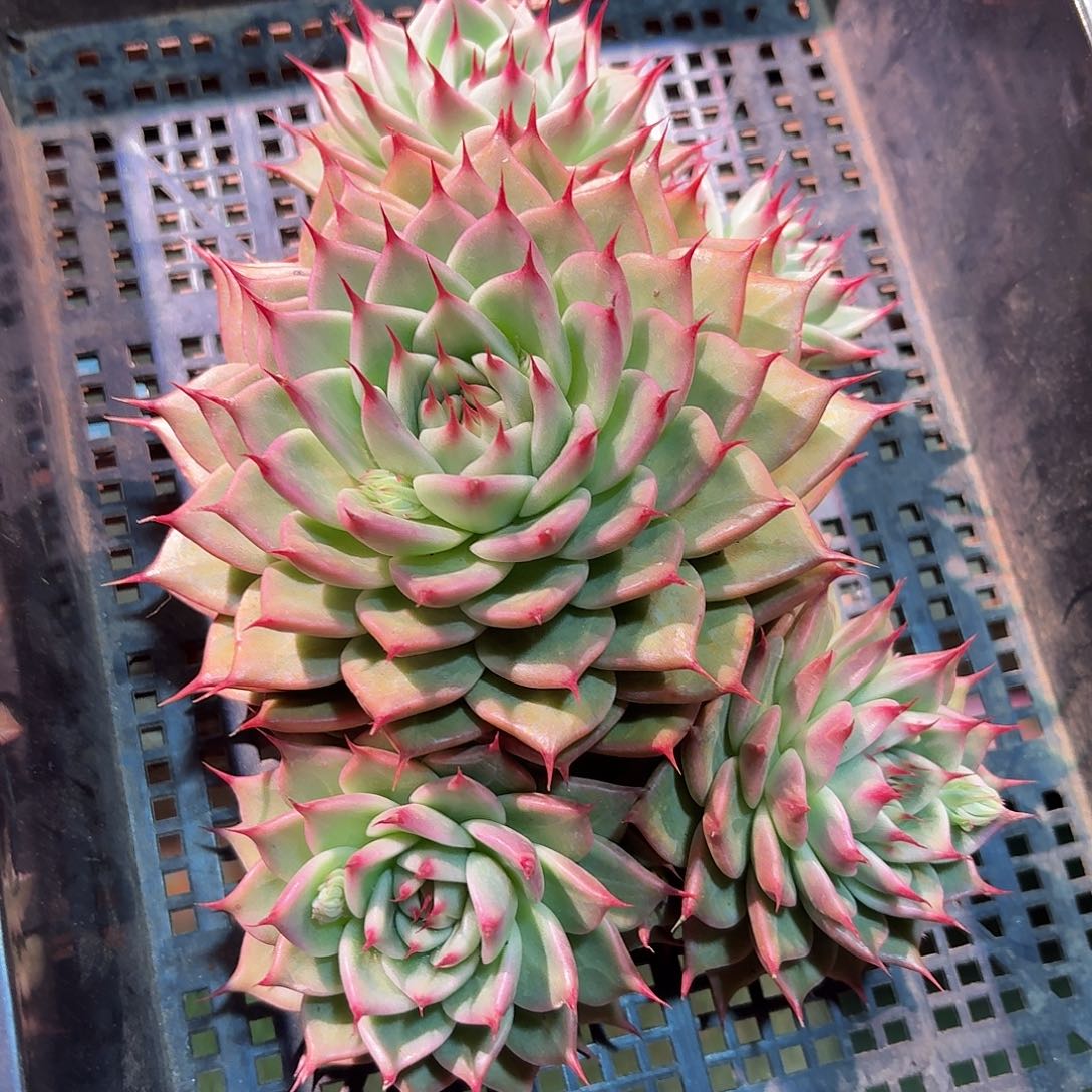 托斯卡内利群生多肉多肉