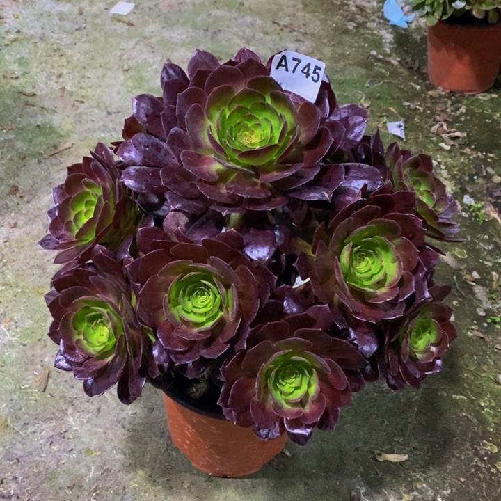 黑骑士多肉植物745