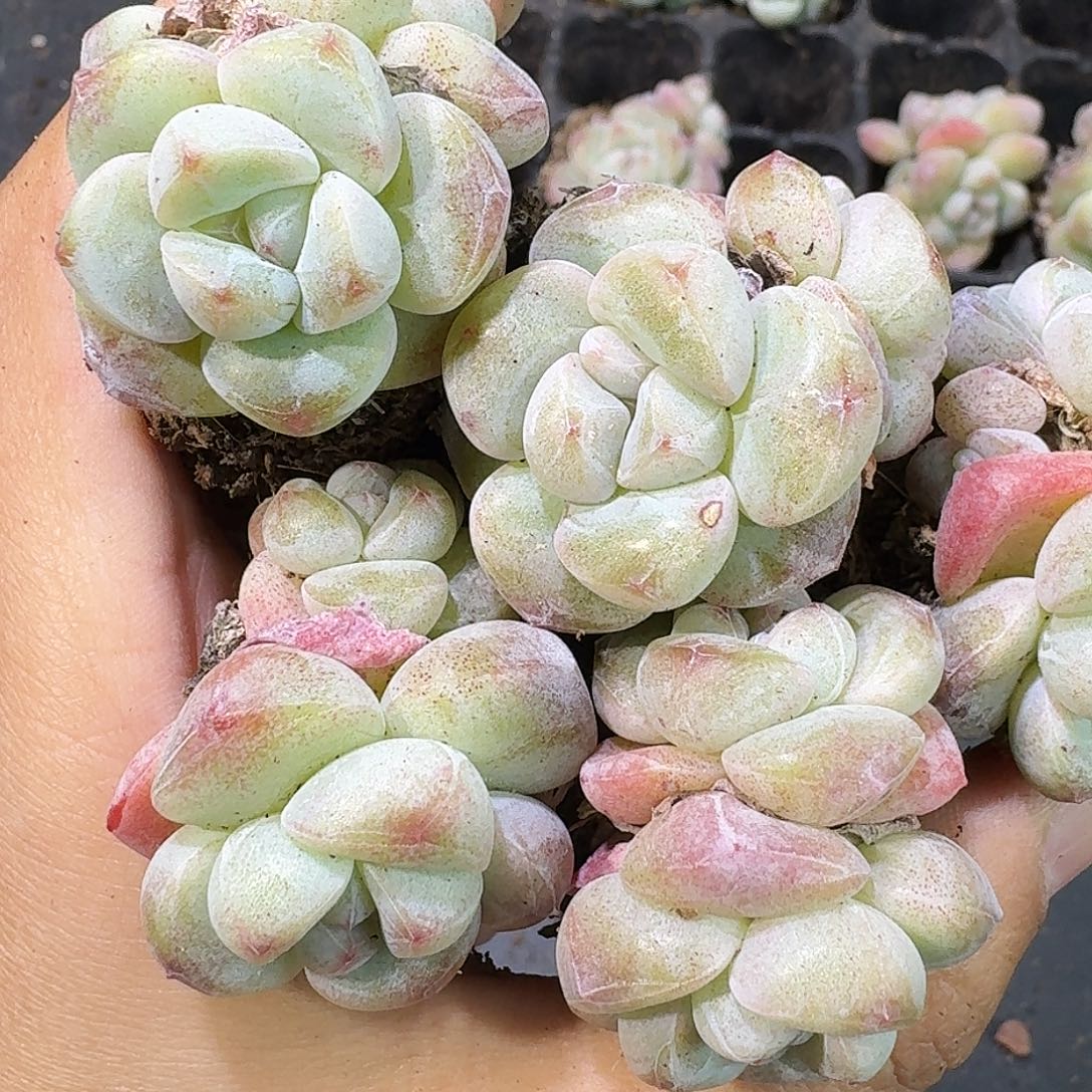 17号到手7颗，大白底双头冰玉