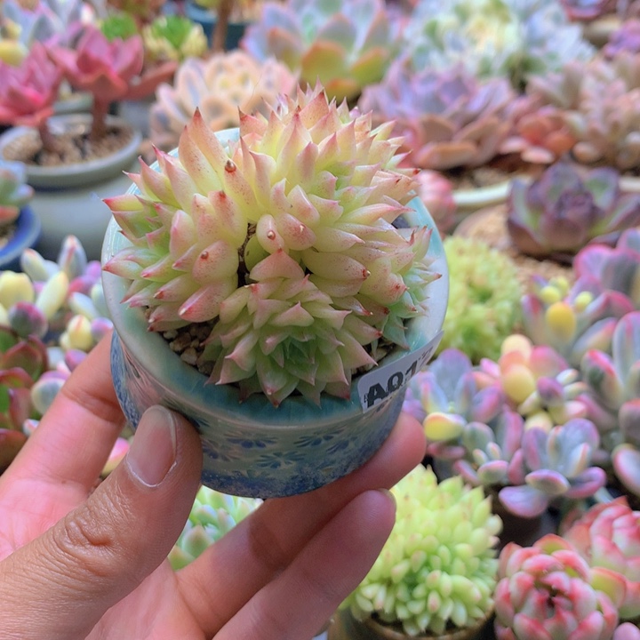 一物一拍含盆土满38包邮A012