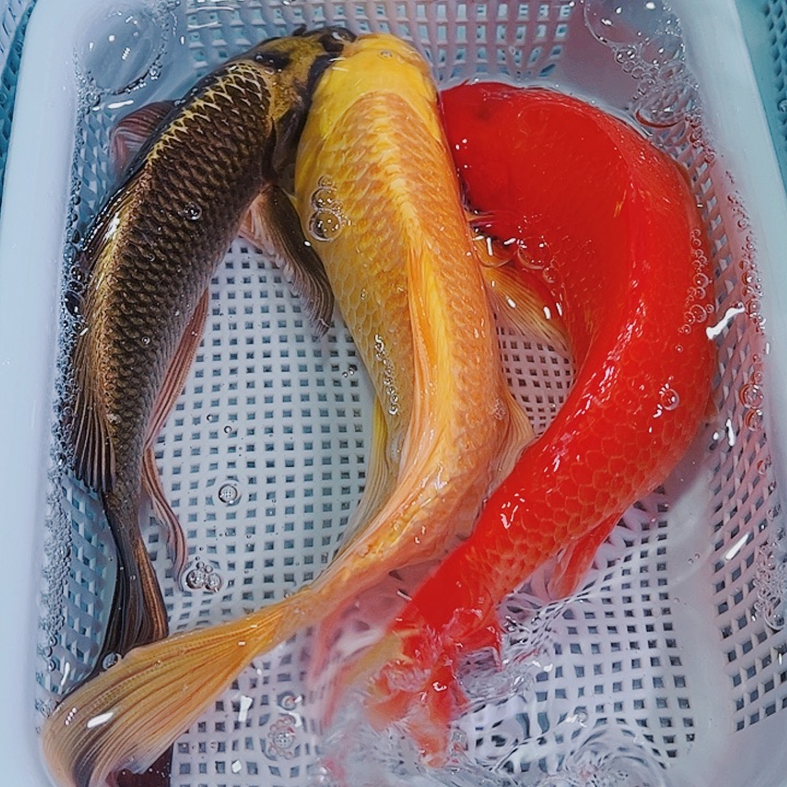 锦鲤锦鲤冷水观赏鱼