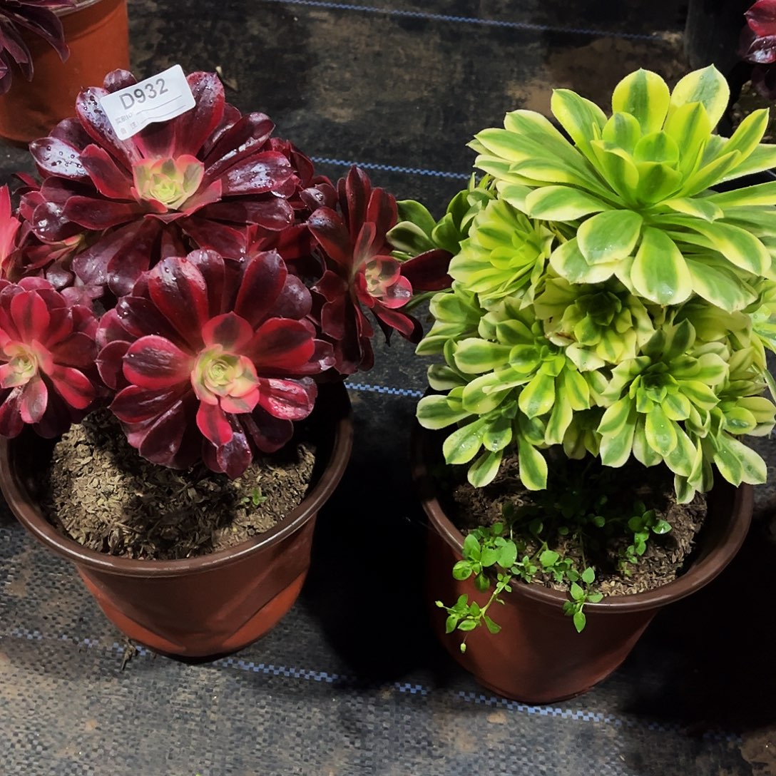 完全开放多肉植物932美杜莎，金丝翡翠