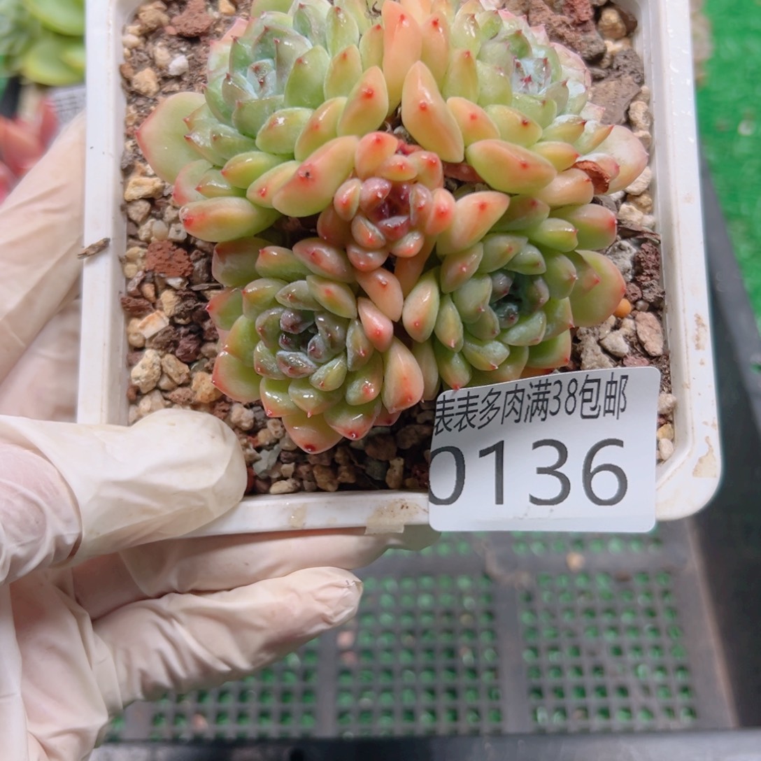 多肉一物一拍植物0136