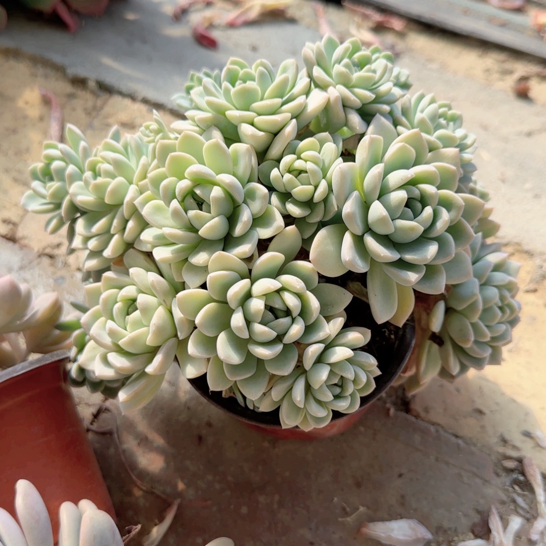 无花朵麦秆系列群生就一个
