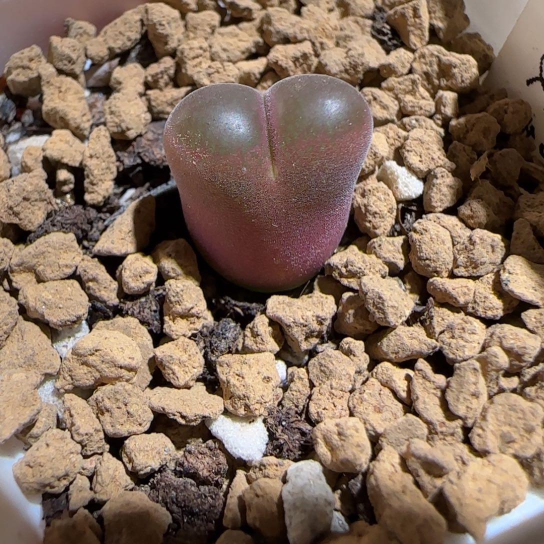 肉锥多肉植物组合-6km风铃734