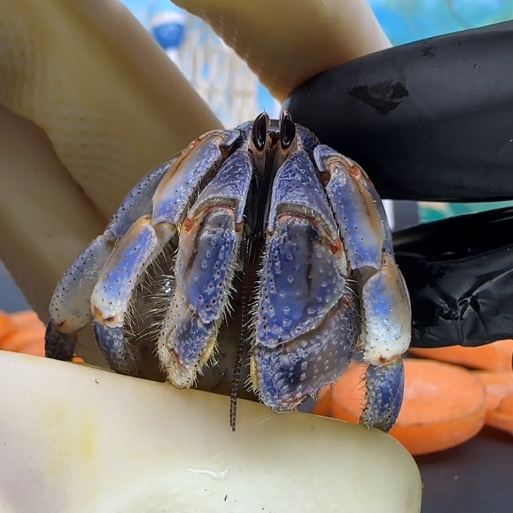 A6紫陆豆2.0cm口径