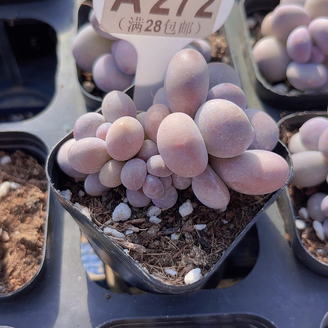 A272达摩奶一物一拍