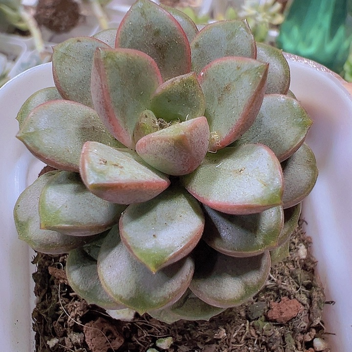 葡萄19包邮多肉植物