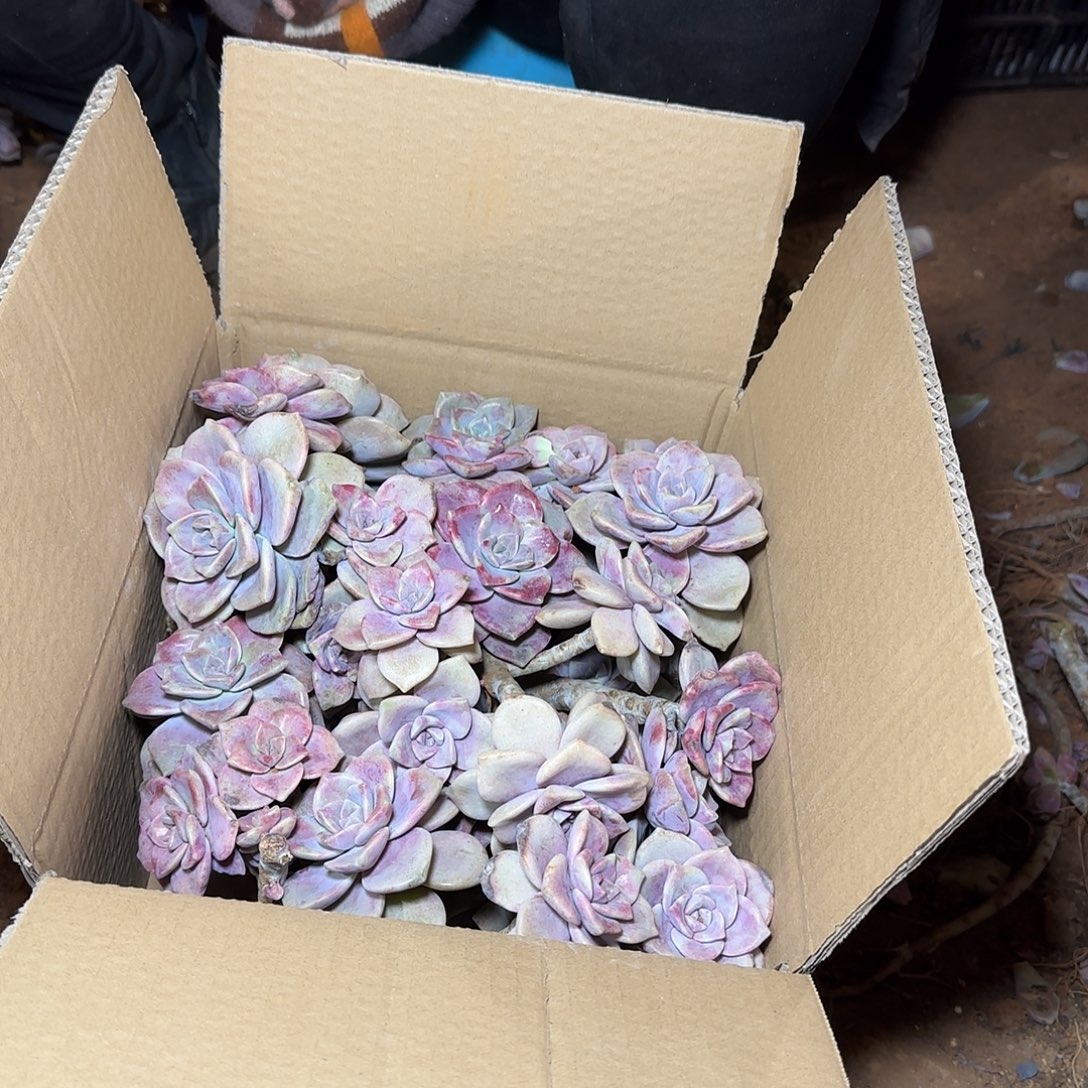 箱拍紫乐多肉多肉