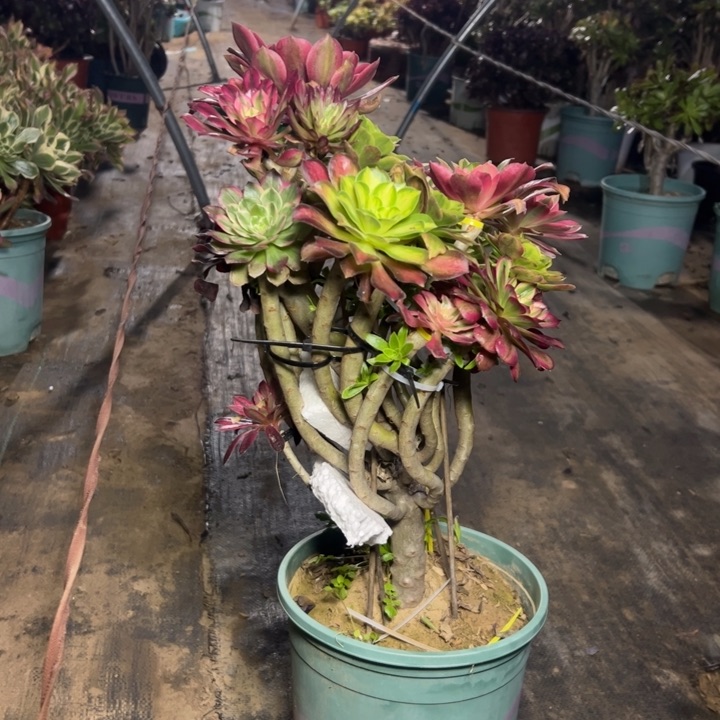 24嫁接多肉多肉多肉多肉