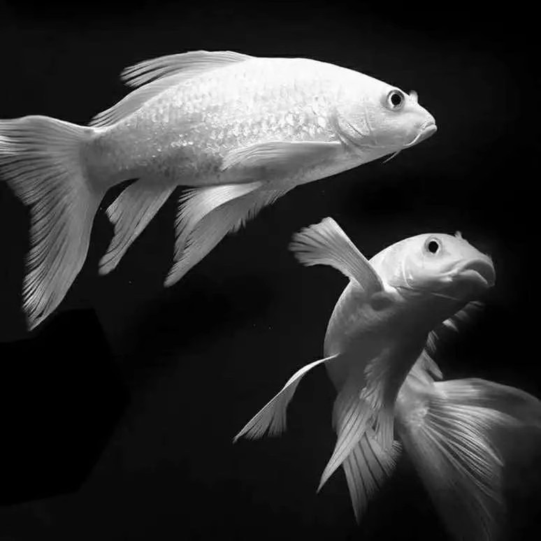 蝴蝶鲤观赏鱼纯种球体大鳍大尾活体冷水鱼