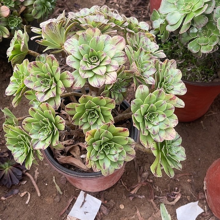 碧虎玫瑰玫瑰玫瑰