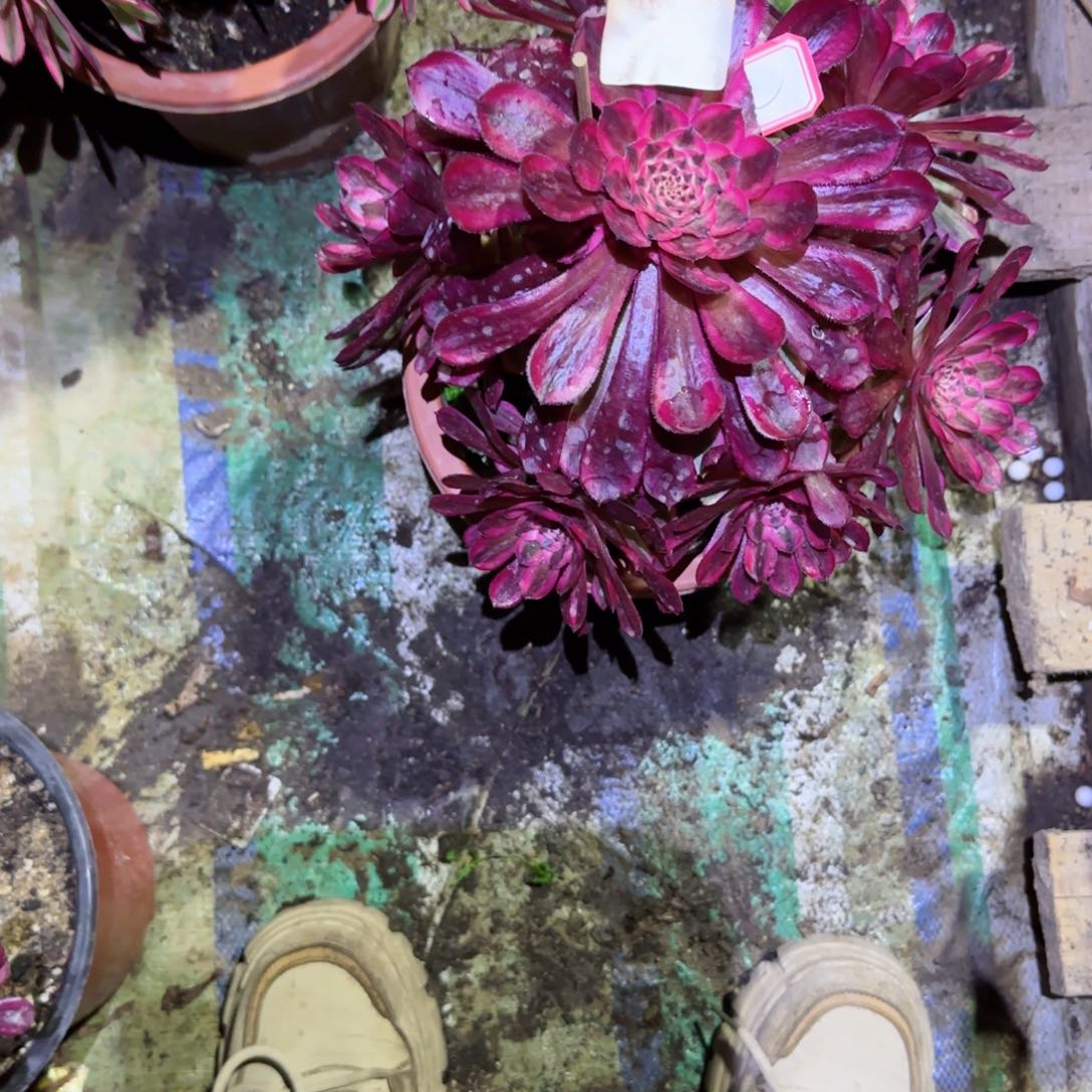 白月光法师多肉397