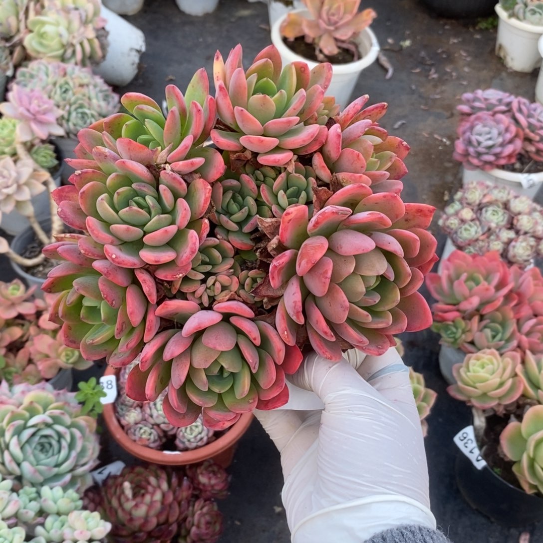 137甜橙手捧一物一拍