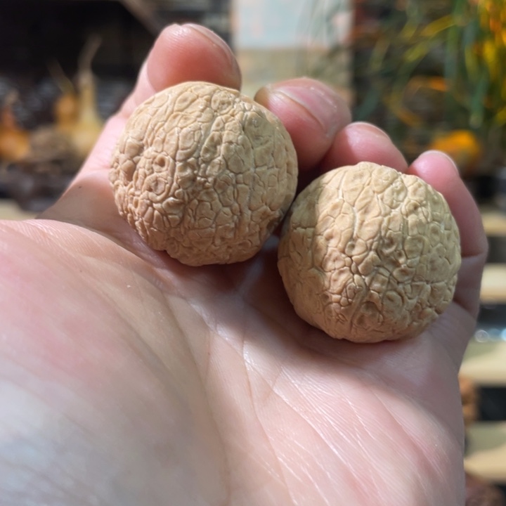 把件文玩核桃编号3