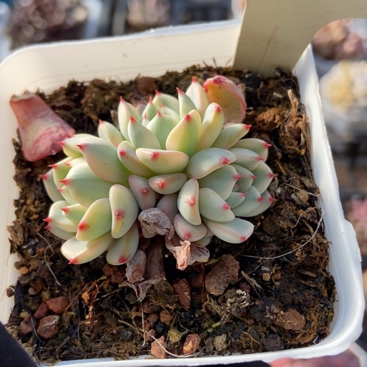 2038忌廉锦多肉植物保护