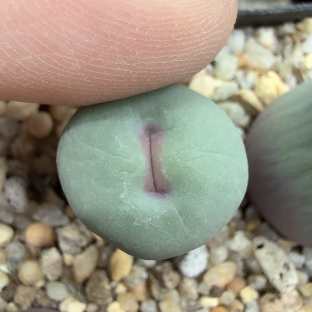 M****?dy3 米罗 日本zui