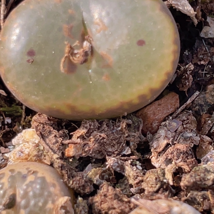 4865888898655555555545