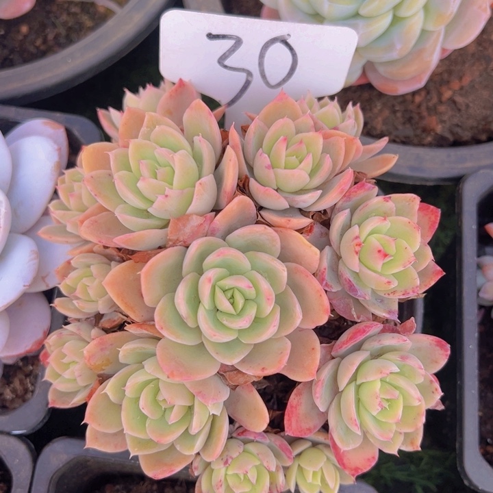 健健康康平平安安