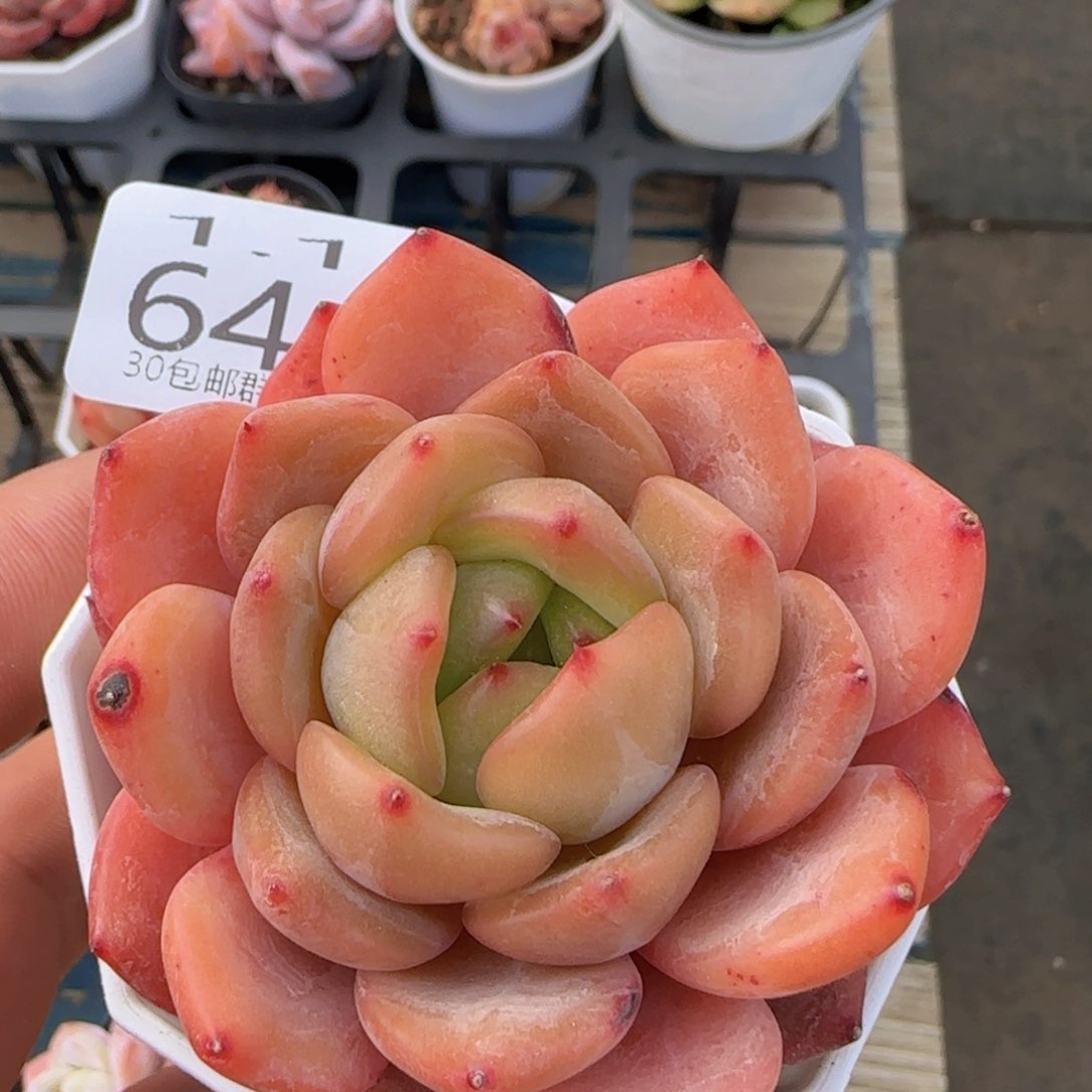 糖果珍妮单头一颗脱土