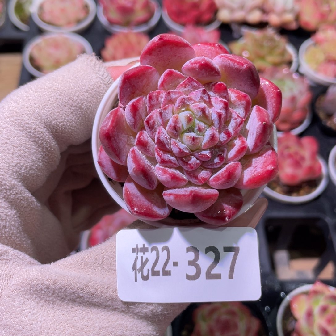 花利美22-327新品