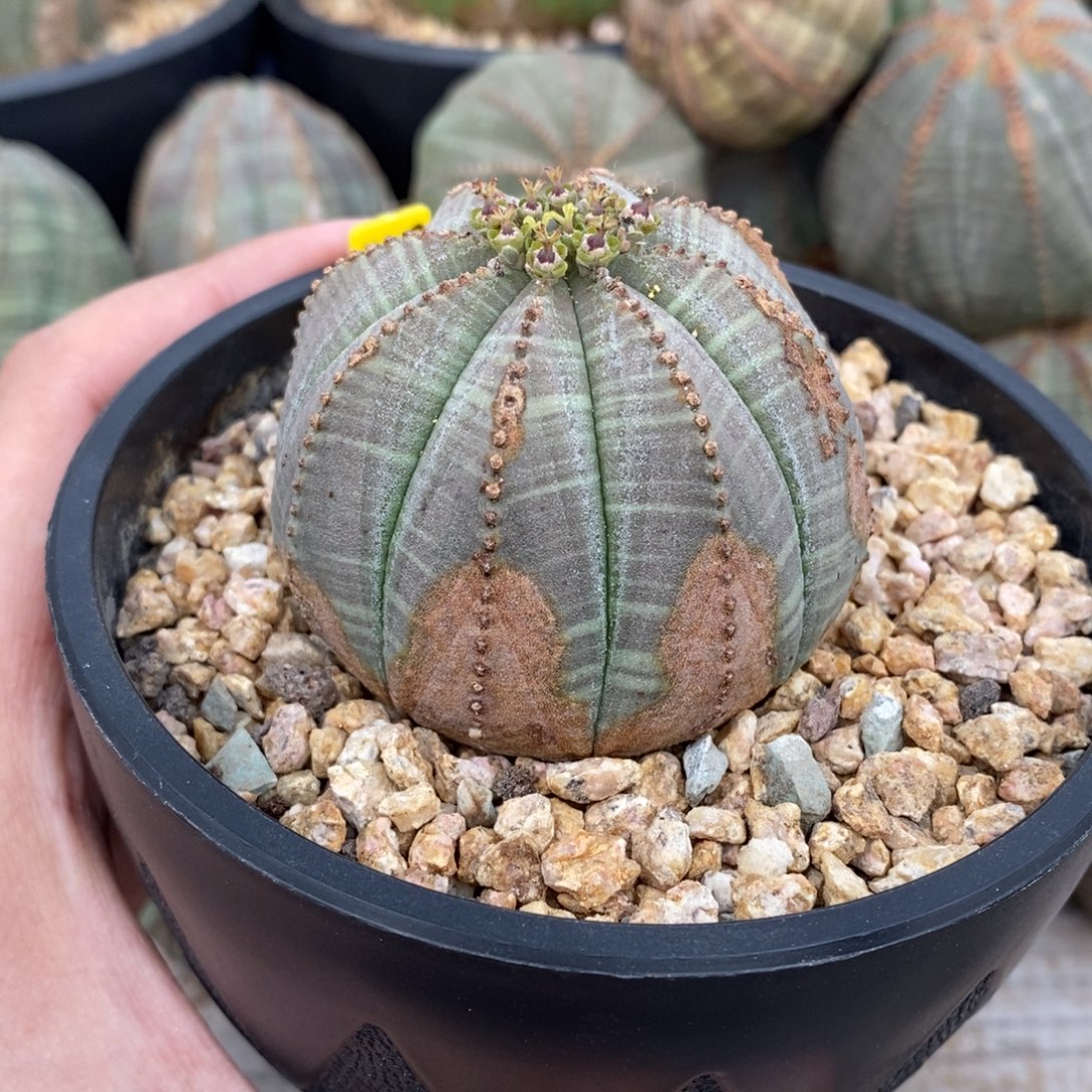 3 欧系实生布纹球多肉植物