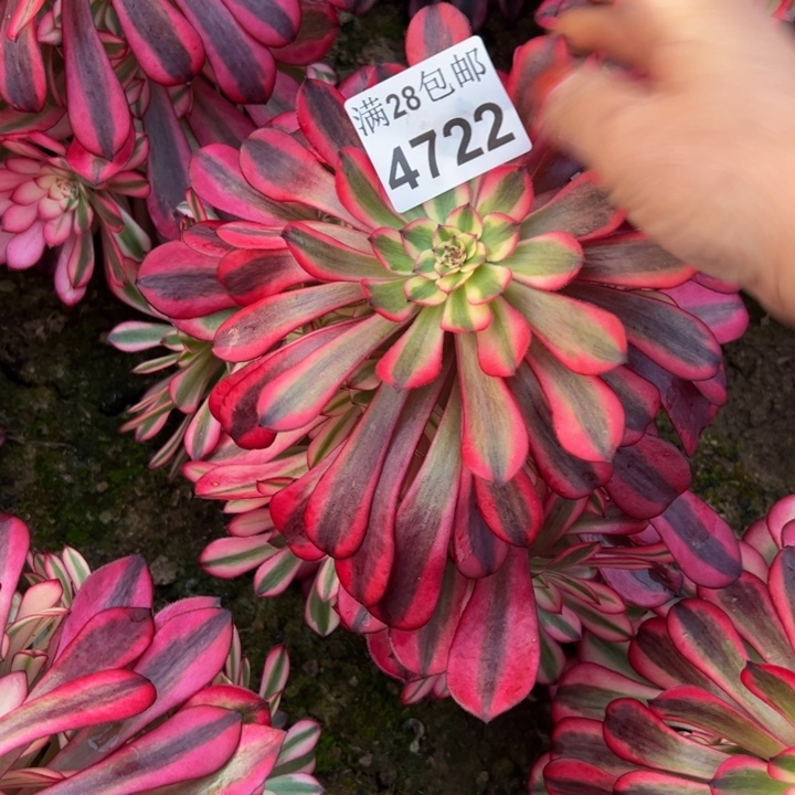 4722南黑桐柏多肉植物