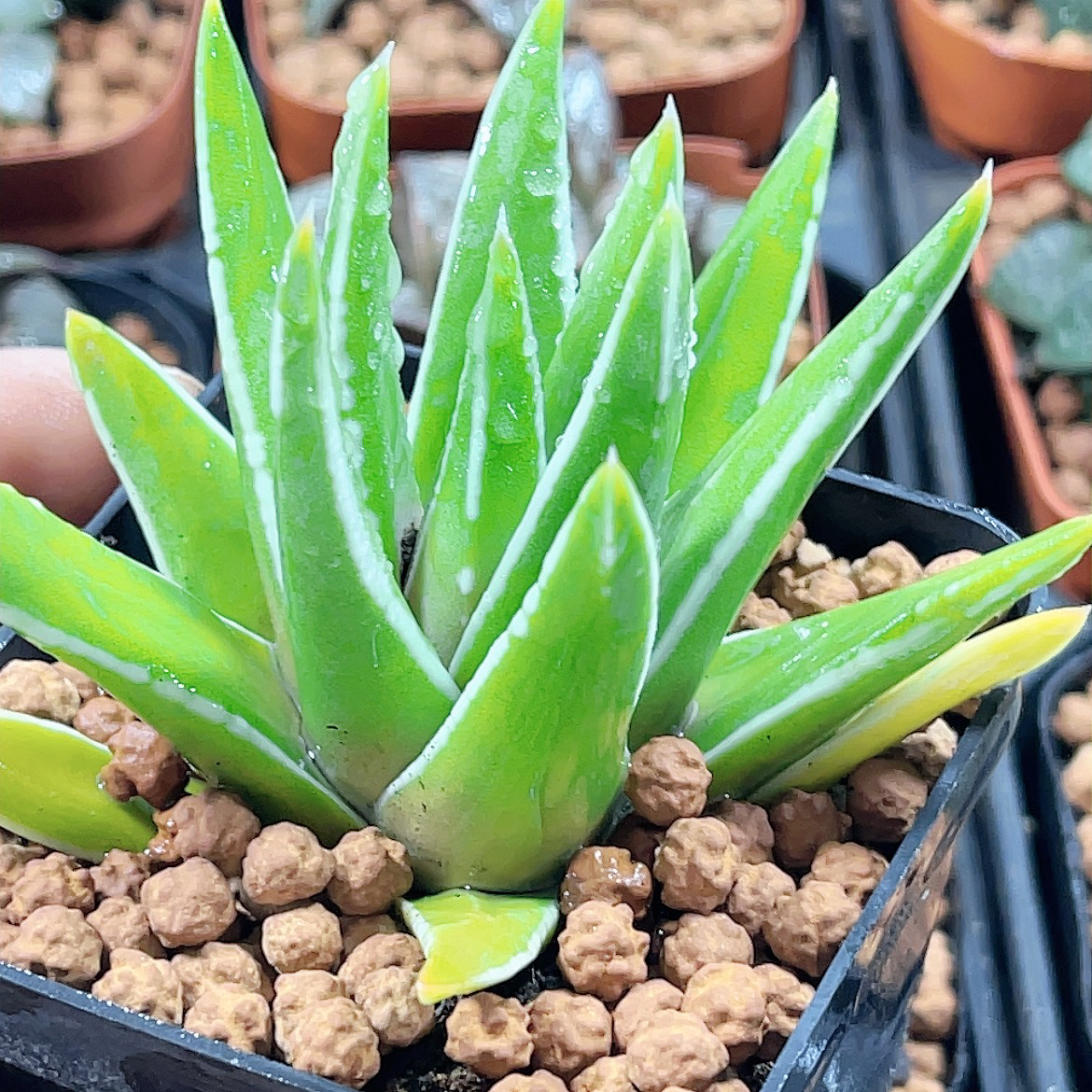 十二卷硬叶 白折瑞鹤 阳台办公室 新手高端多肉植物