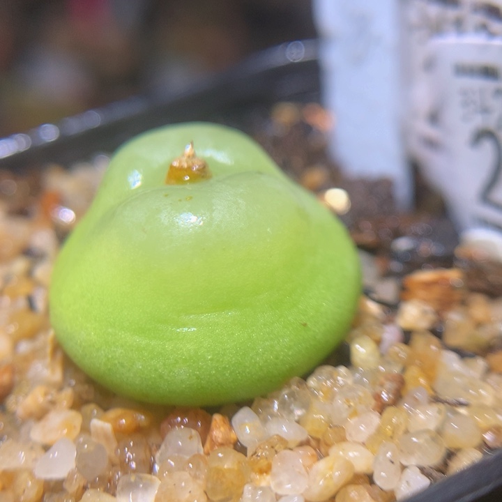 精品生石花225.23